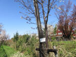 1808_s33s200402.jpg
