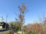 1855_ks45s200402.jpg