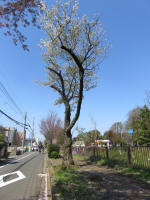 1952_859s200402.jpg