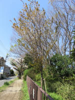 2009_ks10s200402.jpg
