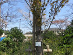 2010_ks10s200402.jpg