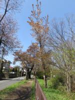 2029_ks12s200402.jpg