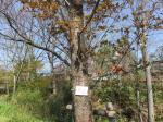2030_ks12s200402.jpg