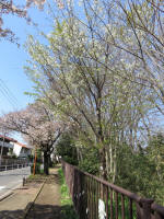 2039_ks13s200402.jpg
