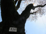 2070_936s200402.jpg