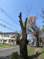 2090_955s200402.jpg