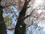 2093_956s200402.jpg