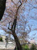 2098_960s200402.jpg