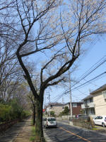 2145_239s200402.jpg