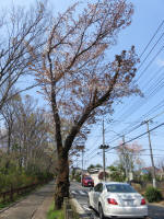 2156_259s200402.jpg