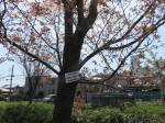 2168_n61s200402.jpg