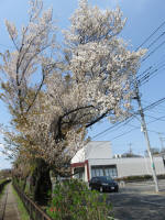 2196_293s200402.jpg