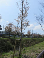 2227_kn43s200402.jpg