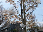 2228_kn43s200402.jpg