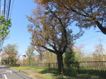 s200406_009_636.jpg