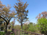 s200406_019_ks29.jpg