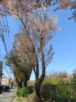 s200406_032_617.jpg