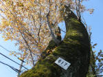 s200406_033_617.jpg