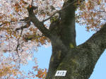 s200406_041_613.jpg