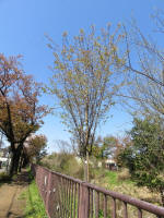 s200406_051_ks37.jpg