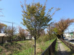 s200406_075_kn29.jpg