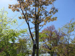 s200406_092_kn21.jpg