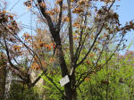 s200406_097_kn18.jpg