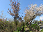 s200406_112_kn14.jpg
