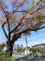 s200406_124_430.jpg