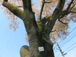 s200406_126_430.jpg