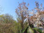 s200406_137_kn7.jpg