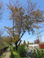 s200406_386_466.jpg