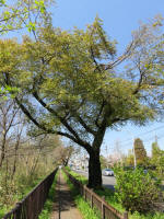 s200406_391_464.jpg