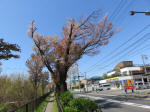 s200406_473_415.jpg
