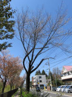 s200406_516_387.jpg