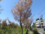 s200406_525_n4.jpg