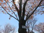s200406_527_n4.jpg