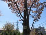 s200406_650_n16.jpg