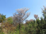 s200406_651sinkoganei.jpg