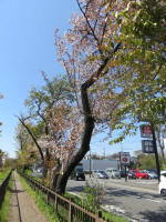 s200406_722_296.jpg