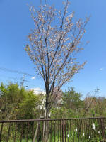 s200406_823_s30.jpg