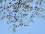 s200408_155_1006-1.jpg